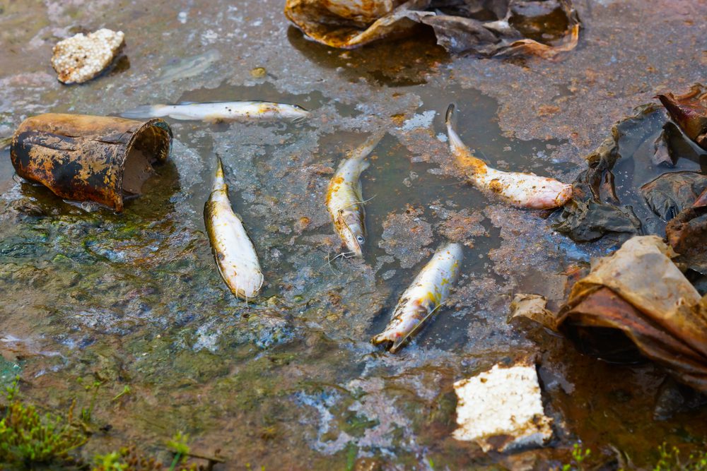魚油 重金屬汙染