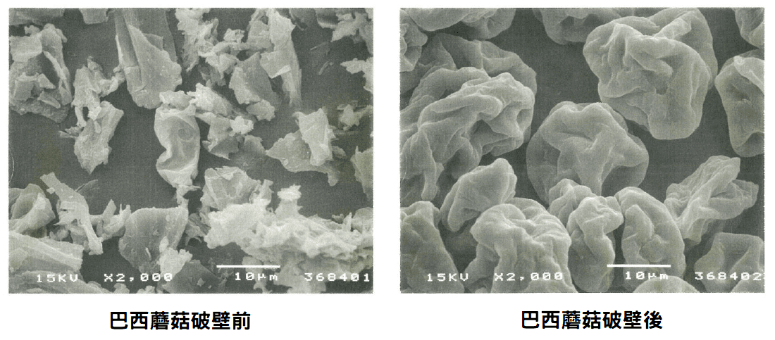 巴西蘑菇破壁前後顯微圖(圖源：日本食菌工業株式會社)