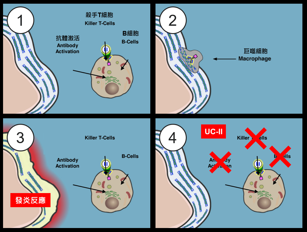 UC-II二型膠原蛋白作用機制