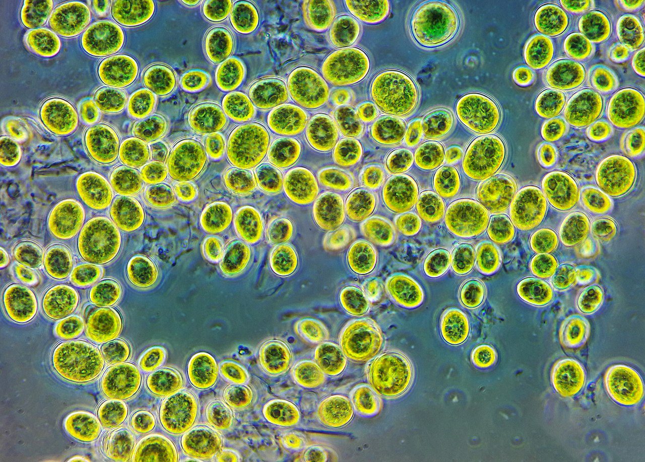 綠藻 小球藻